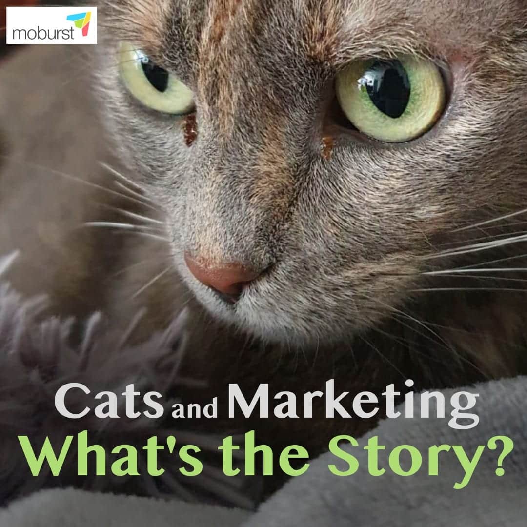 Cats & Marketing What about it? Moburst